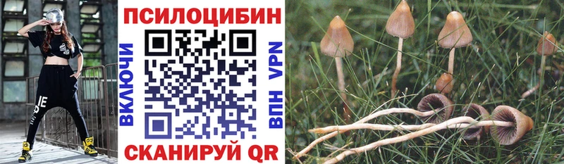 omg рабочий сайт  Кондопога  Галлюциногенные грибы Psilocybine cubensis 